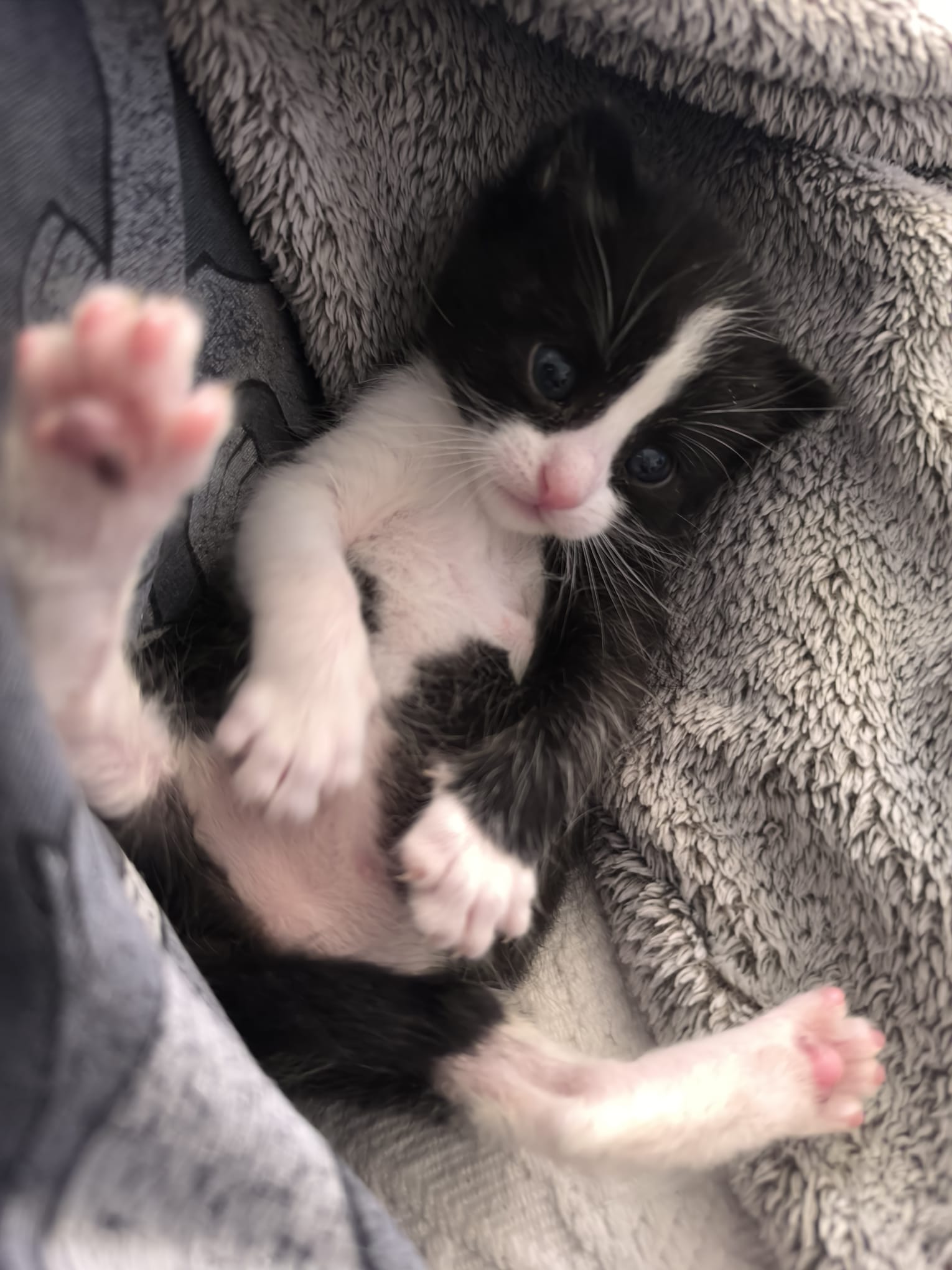 Gato Salem